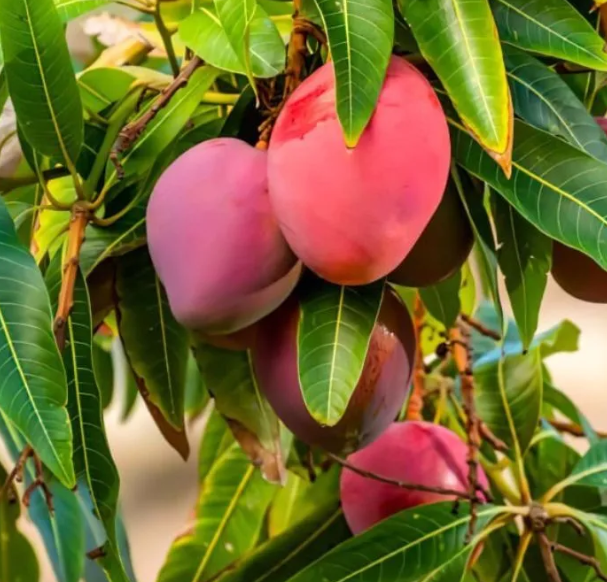 miyazaki mango plant reference image